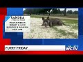 Furry Friday: Meet Sandra!