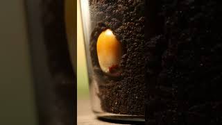 🌱 “From Seed to Life – Watch Nature Grow!” #greenthumb  #plantgrowth #naturelovers #garden #nature