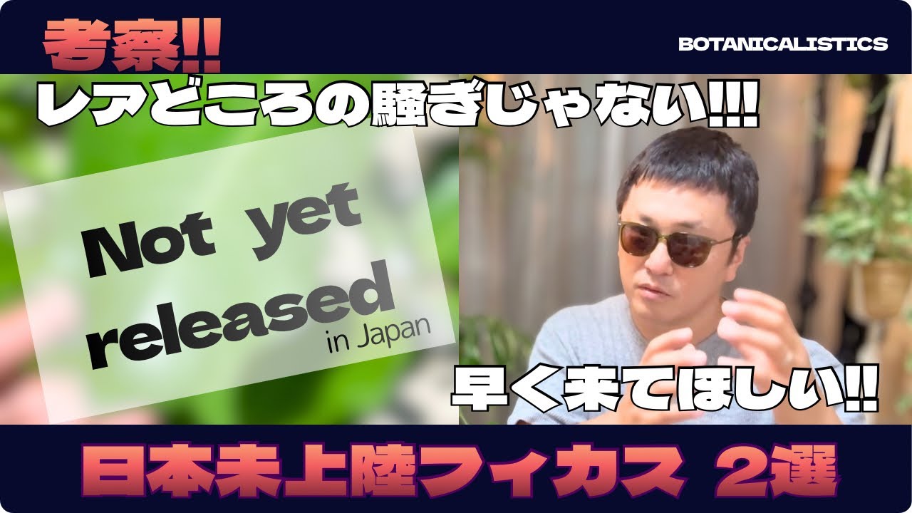 フィカス　確認用　購入不可 Houseplants] Ficus Varieties Not Yet Available in Japan