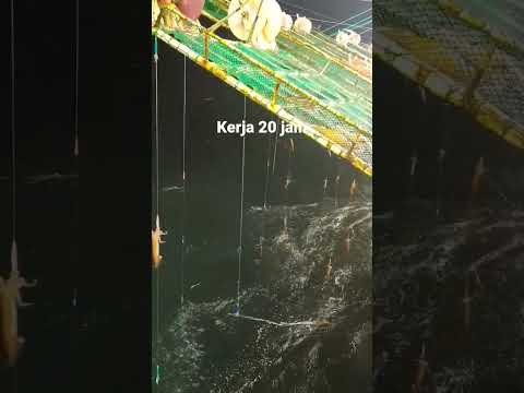ABK Kapal cumi