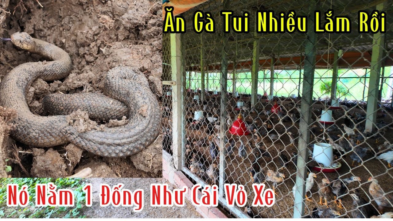 Tiếng La Thất Thanh Của 2 Vợ Chồng Trẻ Khi Thấy Con Rắn Nó Nằm Một Đống Đen Thui Như Cái Vỏ Xe