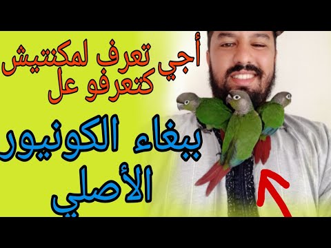 تعرف على ببغاء الكو نيور وجميع معلومات الخاصة Perroquet Conur Jues Vertes