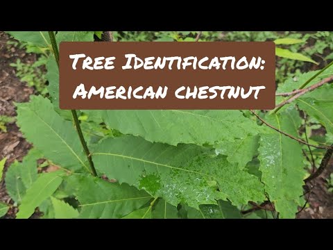 The American Chestnut's Disappearance: A Fascinating Story ...