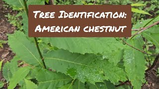 Tree Identification: American Chestnut