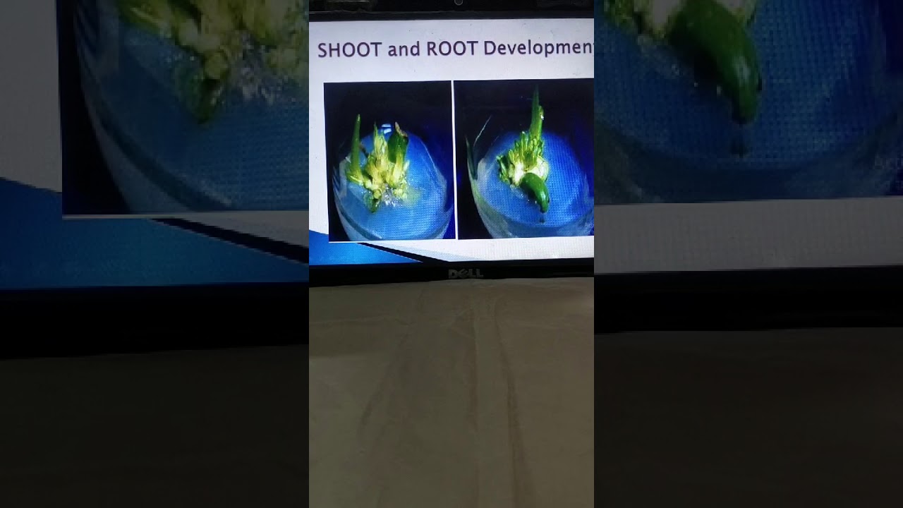 Class 10 I Bio Tissue Culture YouTube