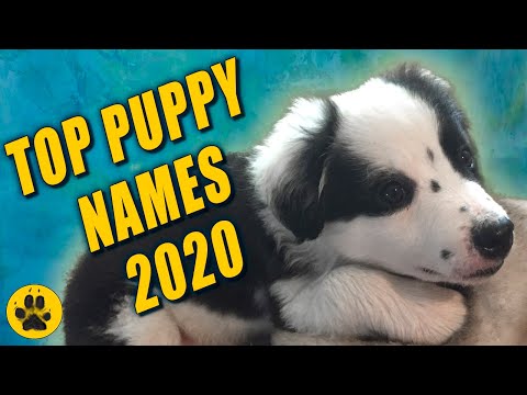 Top Puppy Names 2020