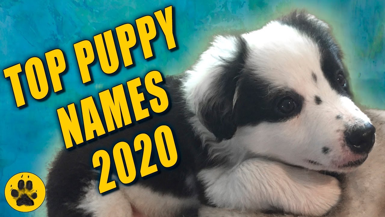 200+ Preppy Dog Names - PetHelpful