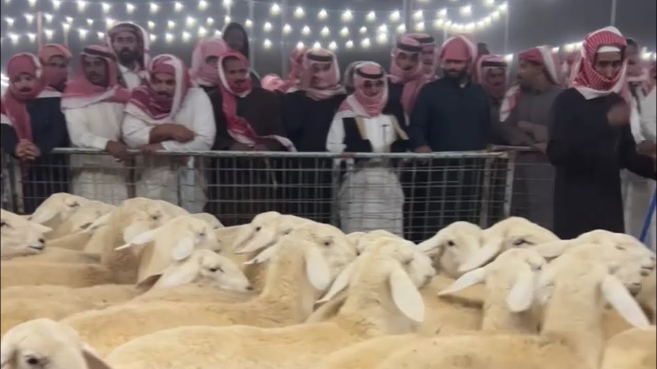 اسعار البهم والغنم المقاني بسوق السبت بعد صلاه التراويح بالقرشيات شمال الطايف ١٤٤٧/٩/١١هـ