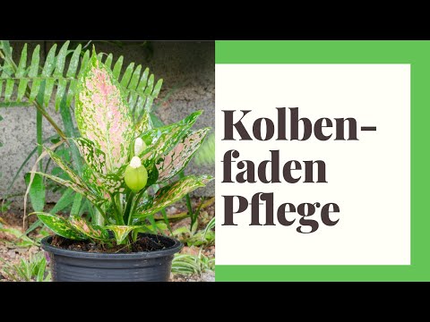 Video: Aglaonema: Alle Nuancen Der Pflege Einer Blume Zu Hause + Fotos Und Videos