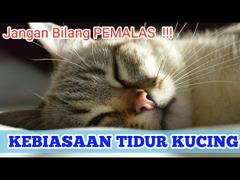 Video: Mengapa Kucing Suka Tidur