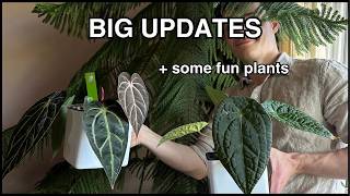 Mini Apartment Tour & Plant Updates (We moved)