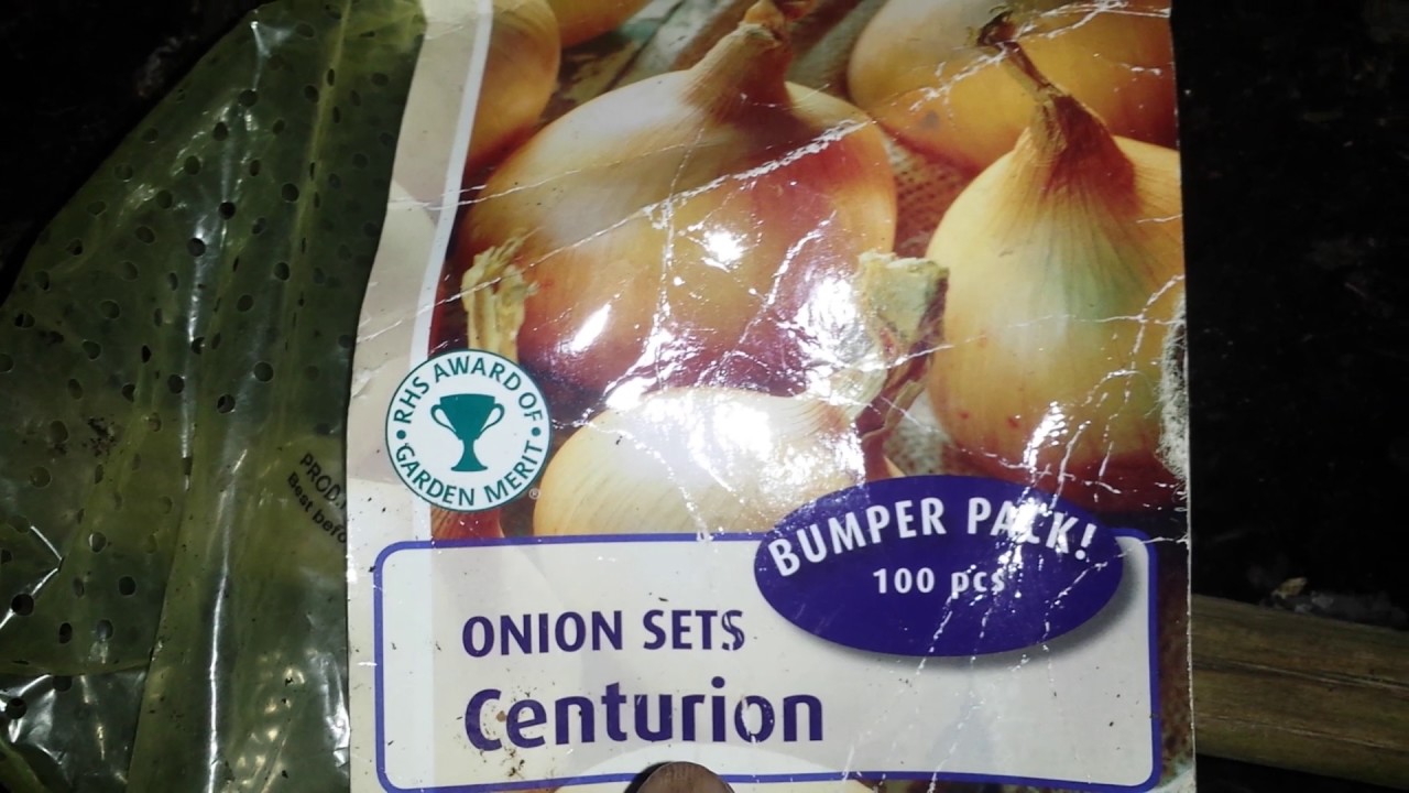 Planting Onion Sets Yellow Centurion & White Snowball YouTube