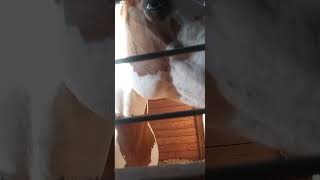 GOGEBIC COUNTY FAIR IRONWOOD MI 7 10 23 HANGING WITH THE HORSE'S 🐎ALL WHICH ARE GIFTS TO ALL OF US🙏💯