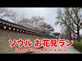 ソウルの花見の名所をランニングしてきた【三清公園＆臥龍公園】