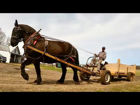 Video: Práca s ťahanými koňmi na malom, trvalo udržateľnom statku