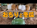 冬瓜に背を向けるおちり集団が可愛すぎるw【モルモット】Guinea pig eat gourd