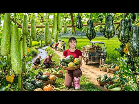Harvesting A Lot of Gourds, Pumpkins In The Farm - Use Trucks to Transport Go to Market Sell
