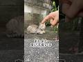 またまた前進。リアルでイメトレさせてくれた猫。トラ福（細マッチョ）