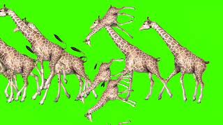 Wild forest crazy green screen animal Crossover video! 3D cartoon video!#cartoon #animals #gaming