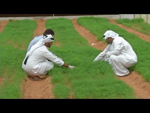 ვიდეო: არის ბრინჯის ველები მდგრადი?