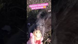 Орешки-улыбашки😃 для белочек🐿 #squirrel #animals #wildlife #белка #wildanimals #nature #funny #cute