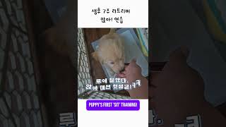 7주차 리트리버 "앉아" 도전 (결과는?)#shorts #골든리트리버 #아기강아지 #강아지훈련 #puppytraining
