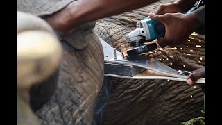 How We Analyse Elephant GPS Collaring Data | Elephants Alive Explained | Dr. Silvia Kirkman screenshot 2