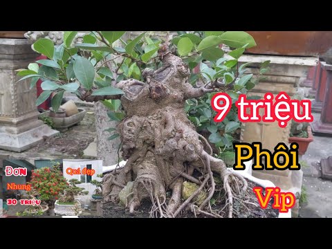Video chia sẻ cây đơn nhung tàn khủng 3 mét giá 35 triệu và... - youtube