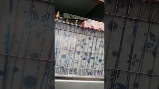 Selamat Pagi Tante Montok