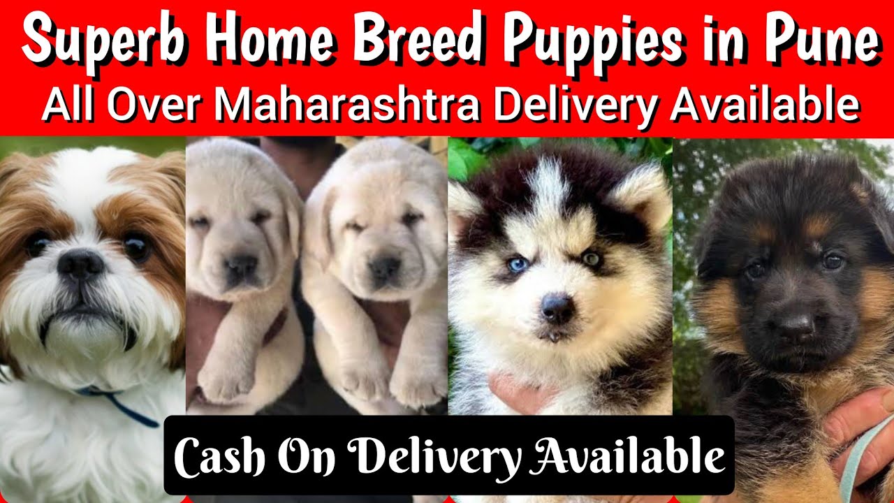 📌 Pune Dog Market 🐾 Superb Home Breed Puppies 👍 All Over Maharashtra Delivery ✅
