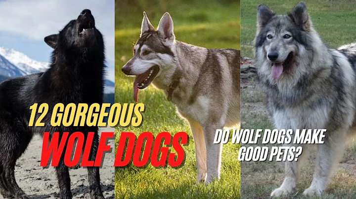 Wolfdog | 12 Gorgeous Wolf Dog Breeds - Do Wolf Dogs Make Good Pets? - DayDayNews