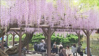 東京・西新井大師で“樹齢700年”藤の花が見ごろ　参拝客「香りが良くて綺麗」　(2026年4月17日)