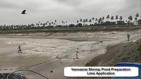 Vannamei Shrimp Pond Preparation-Lime Application