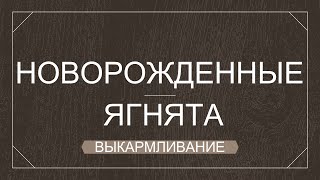 КАК ВЫКОРМИТЬ НОВОРОЖДЕННОГО ЯГНЕНКА. Чем кормить маленького барашка.