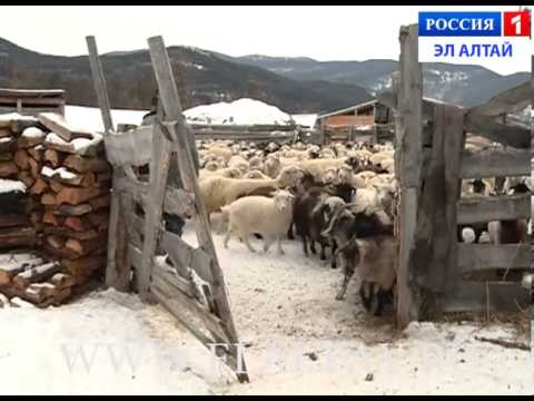 Video: Токой мүчүлүштүктөрү (20 сүрөт): алар эмне жешет жана кайда жашашат? Квартирадан жана аймактан кантип кутулса болот? Төшөктүн түрлөрү жана алардын сүрөттөлүшү