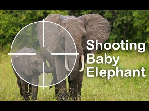 essay on shooting an elephant
