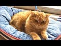 頭皮マッサージをした猫の反応