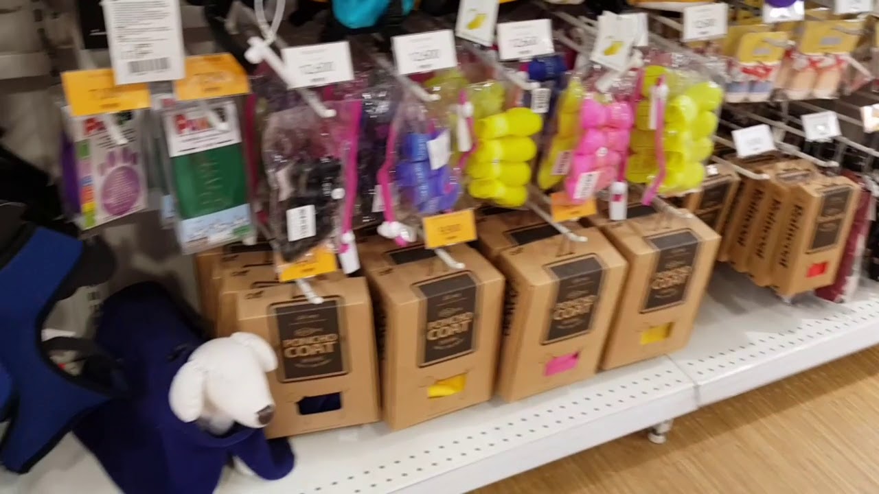 Pet store in korea 🇰🇷 YouTube
