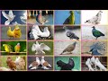 Most beautiful pigeons   pigeons from different countries  gorgeous pigeon breeds