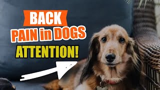 BACK PAIN in DOGS: 🐶👇Symptoms and Causes by Veterinary Network 30 views 3 weeks ago 4 minutes, 41 seconds