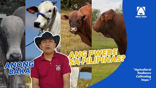 Amazing Ideal Cattle Breeds For Tropical Philippines
