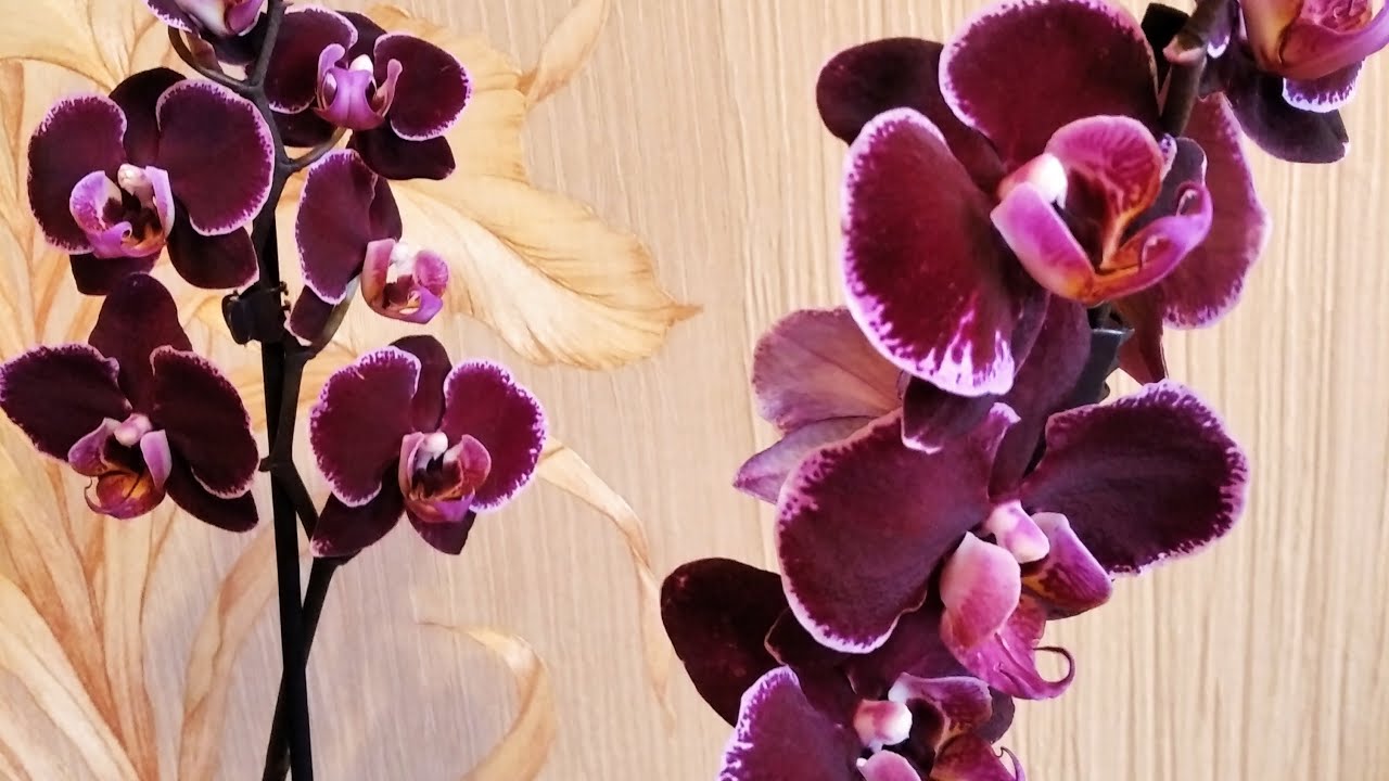 Куда поставить орхидею после покупки?