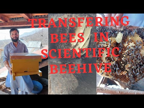 Part 1.How to transfer Bees from Lengstroth to Newton or traditional to ...
