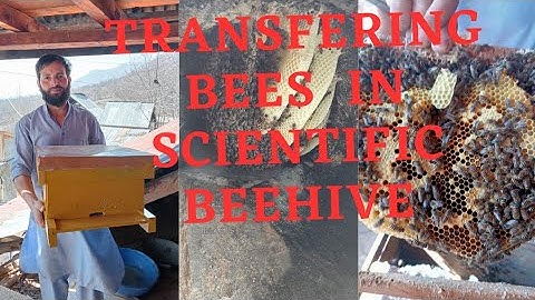 Part 1.How to transfer Bees from Lengstroth to Newton or traditional to scientific|Moving bees