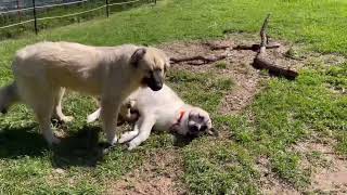 Morning Feeding  Routine Of A Food Agressive Puppy/Dog #dogs #food #aggressivedog