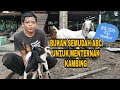 BUKAN SENANG NAK TERNAK KAMBING