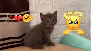 Cute choco kitten loves to bite the artificial flower by Raven’s Cattery 538 views 1 month ago 1 minute, 3 seconds