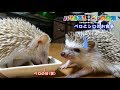 【ハリネズミ】~ペロとシロお食事~