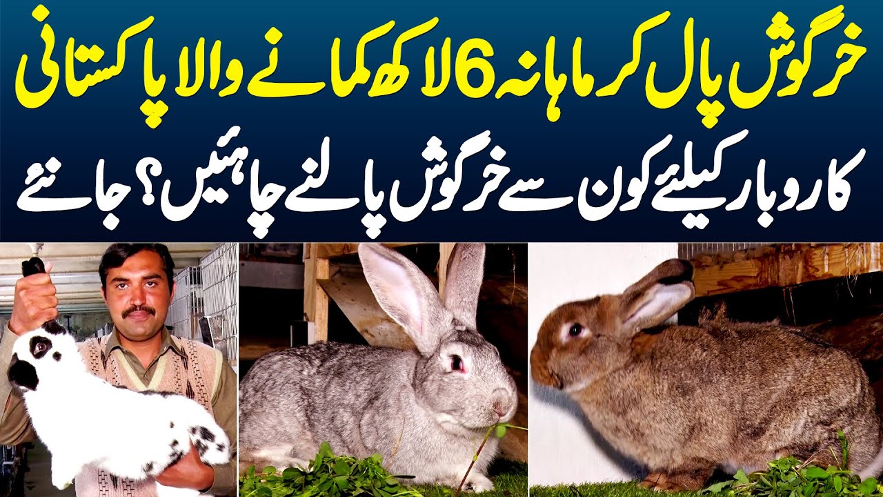 Rabbits Paal Ke Monthly 6 Lakh Kamane Wala Pakistani - Business Ke Liye ...