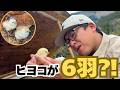 ヒヨコが生まれた！6羽の赤ちゃんと、初めてお母さんになる鶏